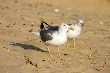 Image showing Seagull on the beach