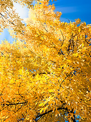 Image showing bright autumn