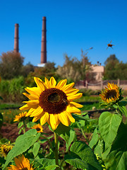 Image showing sunflower