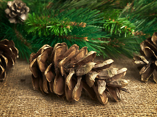 Image showing fir-cone