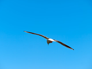 Image showing seagull