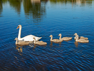 Image showing swan family