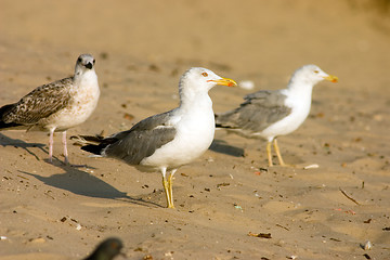 Image showing Seagull on the beach