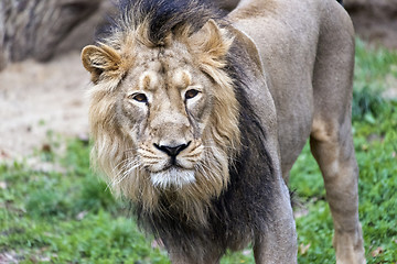 Image showing Lion head