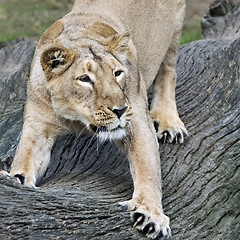 Image showing Lioness stretching its body