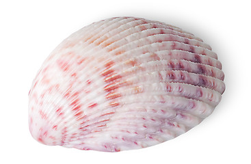 Image showing Half of seashell