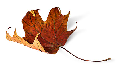 Image showing Dry maple leaf with curled edges