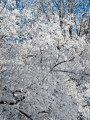 Image showing winter tree