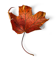 Image showing Dry maple leaf with curled edges vertically