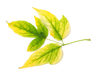 Image showing Yellowed autumn leaf