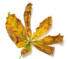 Image showing Dry autumn chestnut leaf