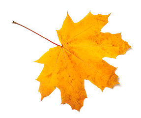 Image showing Autumn yellow maple leaf isolated