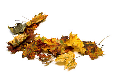 Image showing Autumn multicolor dry maple leafs