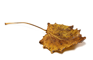 Image showing Autumn dried quaking aspen (Populus tremula) leaf
