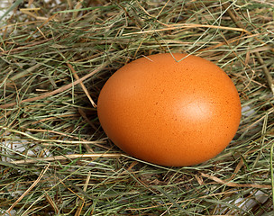 Image showing Chicken egg in nest