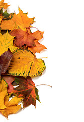 Image showing Autumn multicolor leaves