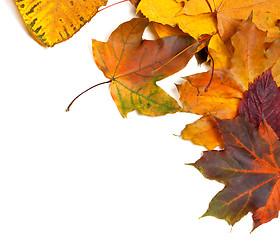 Image showing Autumn multicolor maple leaves 