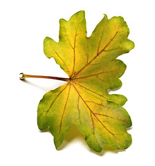 Image showing Multi colored autumn leaf