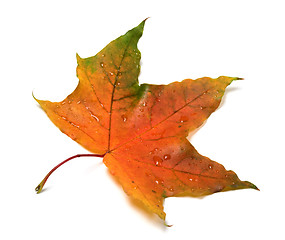 Image showing Autumn multicolor maple-leaf with water drops