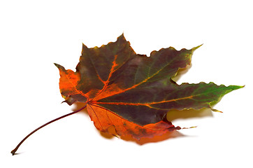 Image showing Multi colored autumnal maple-leaf