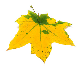 Image showing Yellow autumn maple leaf