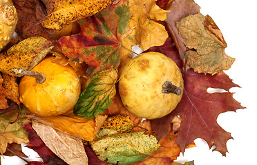 Image showing Two small decorative pumpkins on autumn multicolor leafs