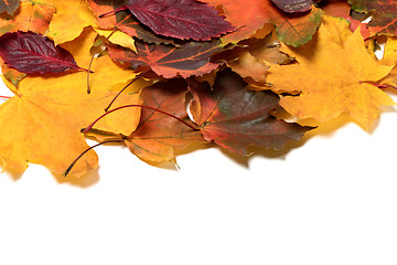 Image showing Autumn multicolor leafs