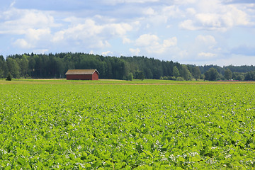 Image showing Field of Sugar Beet at Summer