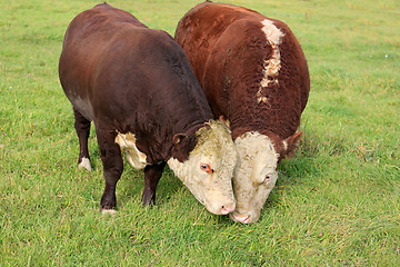 Image showing Two Hereford Bulls Eating Grass on Field