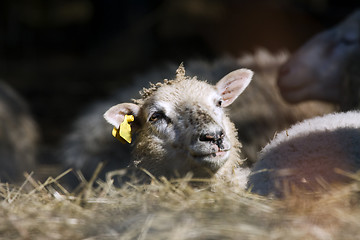 Image showing lamb