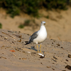 Image showing Seagull on the beach