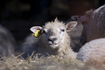 Image showing small lamb