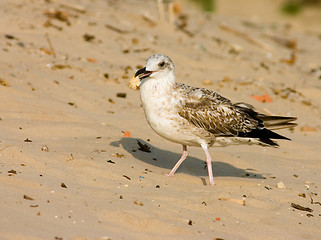 Image showing Seagull on the beach