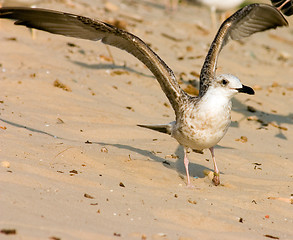 Image showing Seagull on the beach