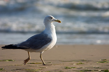 Image showing Seagull on the beach