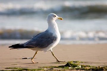 Image showing Seagull on the beach