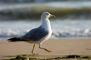 Image showing Seagull on the beach