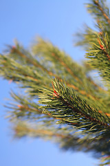 Image showing pine tree branch