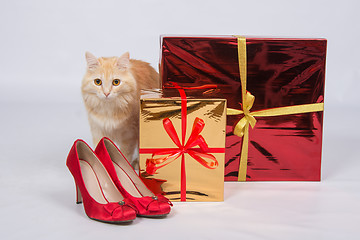 Image showing The cat sits next to the gift boxes and red women\'s high-heeled shoes