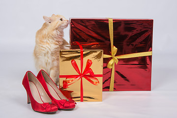 Image showing The cat sniffs the gift boxes that are next to the red lady\'s high-heeled shoes