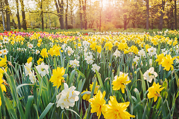 Image showing Field of daffodils