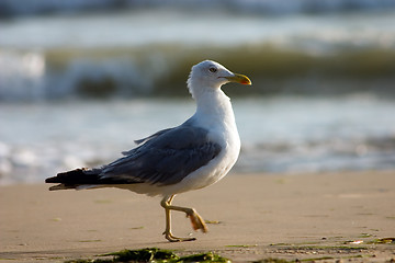 Image showing Seagull on the beach