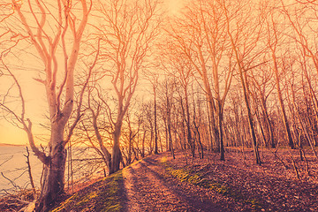 Image showing Sunrise in a forest with spooky trees