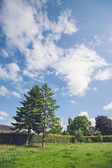 Image showing Pine trees on a green lawn