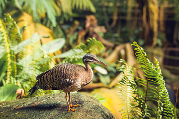 Image showing Sunbittern bird standing on a rock