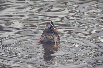 Image showing Duck looking for food in a lake