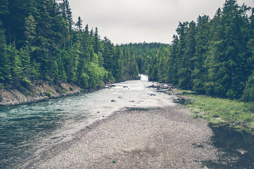 Image showing River stream surrounded by pine trees