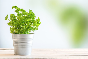 Image showing Parsley herbs in fresh green colors