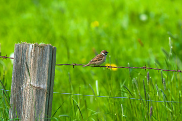 Image showing House sparrow on barb wire