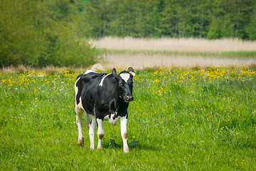 Image showing Holstein Friesian cow standing on a field